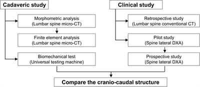 Trabecular structural difference between the superior and inferior regions of the vertebral body: a cadaveric and clinical study